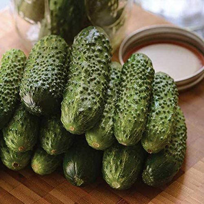 CYBEXIS LX-30 - Cucumber Parisian Gherkin Pickling - (450 Seeds) Seed(450 per packet)