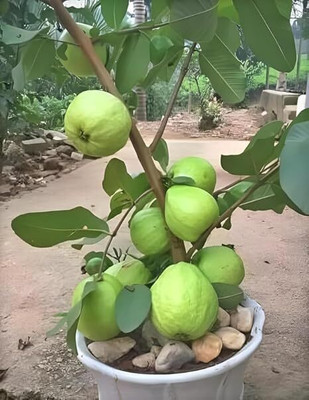 isarkars ™️Hybrid Guava (Amrood) Fruit Seed(55 per packet)