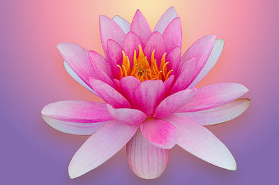 Rani Sati Creation lotus,kamal gatta Seed(11 per packet)