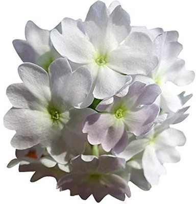 Aywal Verbena Special Mix Seed(30 per packet)