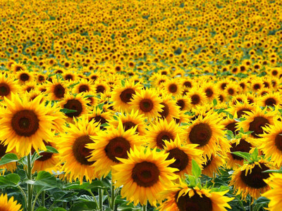 Aywal Sunflower Mix Color Flower Seed(70 per packet)