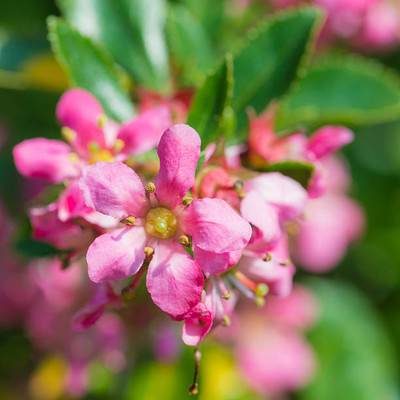 XOLDAA balsam frower Seed(30 per packet)