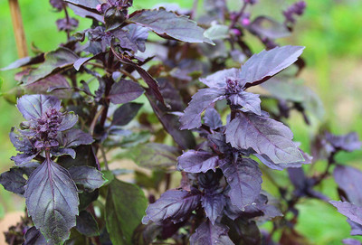 WILLVINE KGF -2 Purple Opal Basil Seeds Seed(1000 per packet)