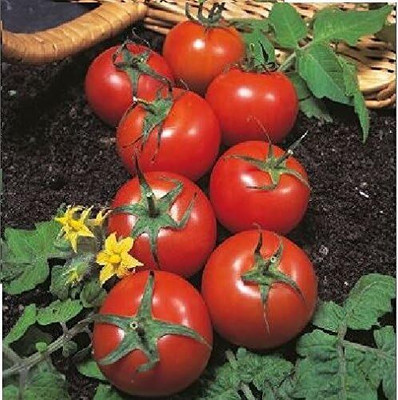 KNESSiN Tomato - Harbinger - Seeds Seed(200 per packet)