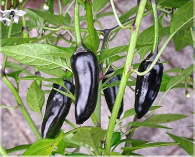 BSARKAR black bullet chilli seed, bullet chilli seed, chilli seed Seed(50 per packet)