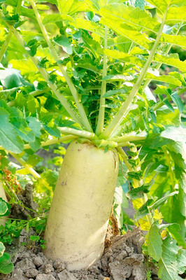 VINTI Daikon Radish Seeds Seed(2500 per packet)