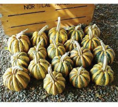 Jevik Baby-Blue-Hubbard-Winter-Squash- Seed(150 per packet)