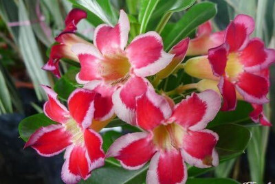 Qualtivate VVI-212 High Germination Rate Desert Rose -Adenium Seed(30 per packet)