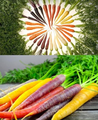 Qualtivate ICRA-5A Rainbow Carrot for Planting Seed(300 per packet)