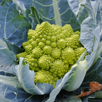 VNR white cauliflower,gobhee seeds Seed(45 per packet)