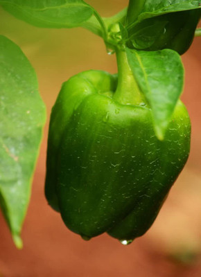 Aywal Shimla Mirch/Capsicum/Bell Pepper Seed(300 per packet)