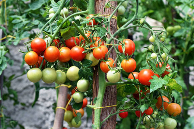 sarvottam creation tomato Seed(150 per packet)