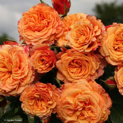 VibeX ® VMR-382 Sunbelt Rose - Double Apricot Orange Seed(50 per packet)