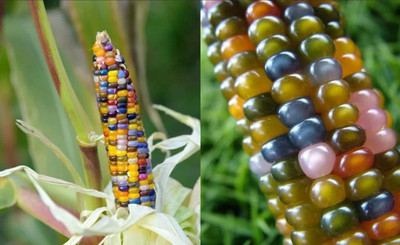 VibeX VVI-55 - Glass Gem Corn - (2250 Seeds) Seed(2250 per packet)
