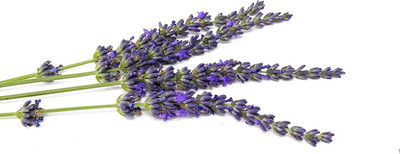 CYBEXIS VVI-21 - Lavender Phenomenal Purple Flowers - (2250 Seeds) Seed(2250 per packet)