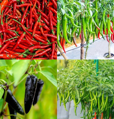 ibains Yellow chilli seeds bij 53 Seed(53 per packet)