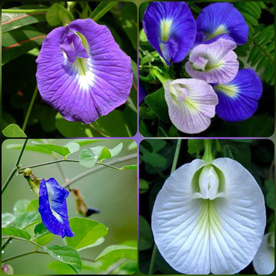 ibains Aparajita flower mixed seeds Seed(20 per packet)