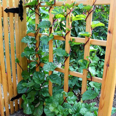 KNESSiN Malabar Spinach Seed(400 per packet)