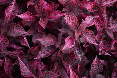 Jignishaseeds Red Cheera Seed(500 per packet)