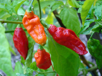 LPR Chilli seeds Seed(20 per packet)