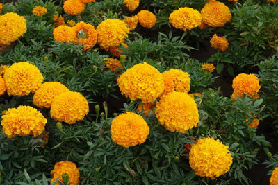 BULKY TRADE marigold/gende ka phool flower seeds Seed(50 per packet)