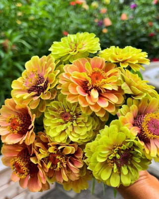 Lorvox Zinnia Hybrid Flower Seed(100 per packet)