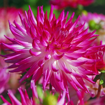 CYBEXIS LX-98 - Delightful Dahlia Flower Mix - (180 Seeds) Seed(180 per packet)