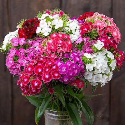 Aywal Dianthus Carnation Chabaud Mix Flower Seed(90 per packet)