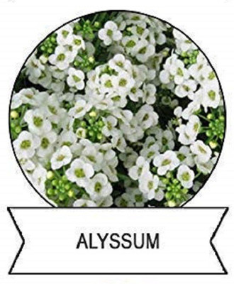 CYBEXIS Alyssum Flower Seeds400 Seeds Seed(400 per packet)