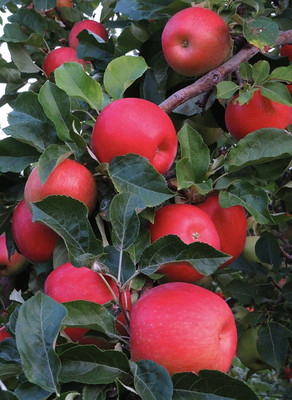 Aywal HYBRID FRESH RED APPLE Seed(26 per packet)