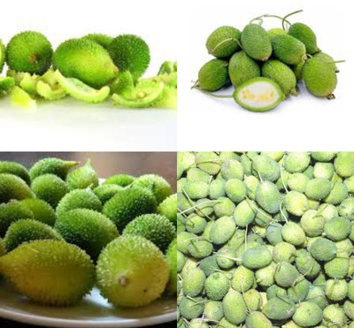 ibains Kakara seeds biij 7 Seed(7 per packet)