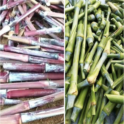 NATURE FARM COMBO PACK OF MULTICUT AUSTRALIAN NAPIER+SUPER NAPIER GRASS STICKS SEED 10 EACH Seed(20 per packet)