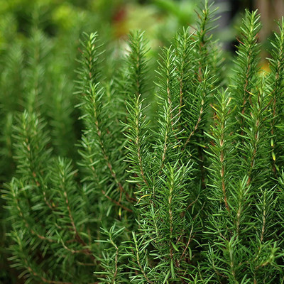 KNESSiN XI-55 Rosemary Seed(100 per packet)