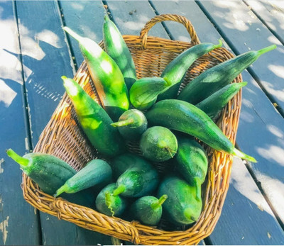 Quentova luffa seeds, smooth sponge gourd-PUA-3R Seed(50 per packet)