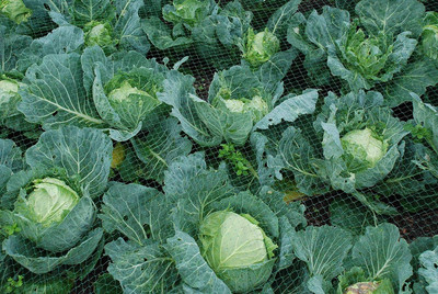 WILLVINE PAU -XI F1 Hybrid Green Cabbage Seed [2.5g] Seed(750 per packet)