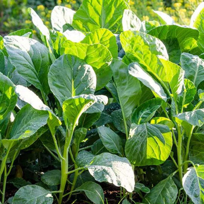 WILLVINE VMR -V Chinese Broccoli Seeds,Kai LAN,GAI LAN [5g] Seed(1500 per packet)