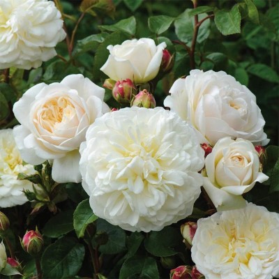 Qualtivate HUA-7A White Thornless Rose Seeds Seed(25 per packet)