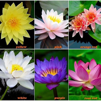 usdeepar retail colourful Lotus seed Seed(15 per packet)