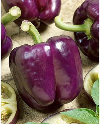 VibeX ® VMR-586 California Wonder Pepper Seeds Seed(200 per packet)