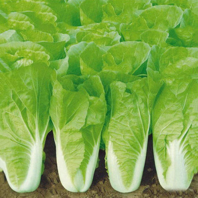 CYBEXIS Fast-Growing Cabbage Seeds2000 Seeds Seed(2000 per packet)