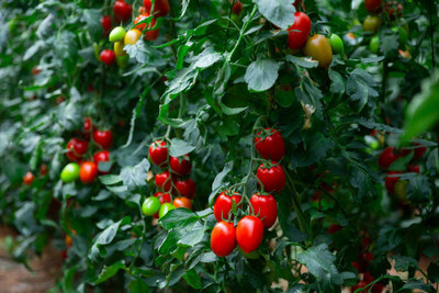 East West Seeds tomato Seed(135 per packet)