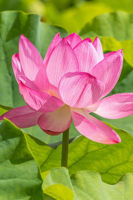 ME Traders lotus,kamal gatta Seed(10 per packet)