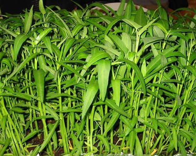 CRGO SPINACH , PALAKH Seed(90 per packet)