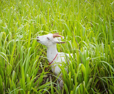 Cloud Farm ™ cow|goat grass seeds,hybrid sorghum sudan grass seeds for farming Seed(3500 per packet)