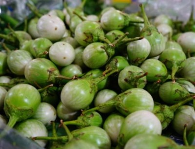UGRA Eggplant Petch Siam Vegetable Seed(3000 per packet)