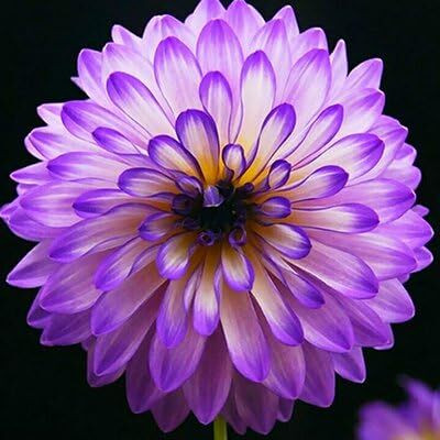 CRGO DAHLIA Seed(50 per packet)