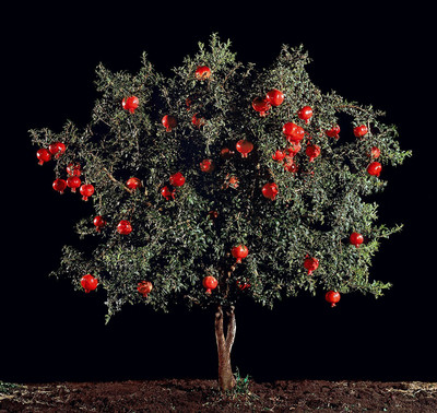 CYBEXIS NBIR-8 - Rare Fruit Big Pomegranate - (270 Seeds) Seed(270 per packet)