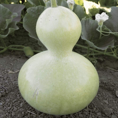 Qualtivate PUA-3A Birdhouse Bottle Gourd Seeds Seed(50 per packet)