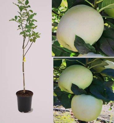 SHYAM Tesy Food White Apple Fruit Tree plantl Seed(1 per packet)