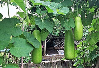 VibeX VVI-72 - Bottle Gourd Vegetable - (100 Seeds) Seed(100 per packet)